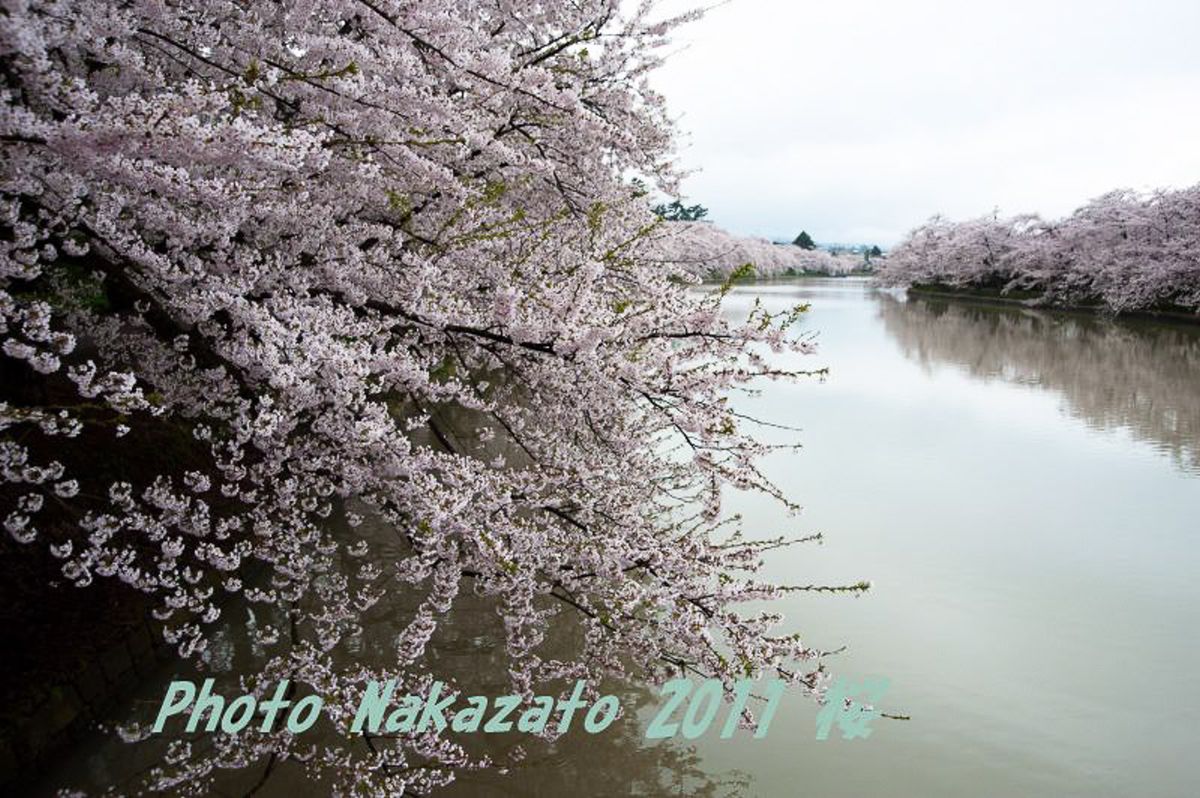 弘前城の桜